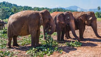 Elephants in a dry, open landscape with scattered vegetation and palm trees in the background.