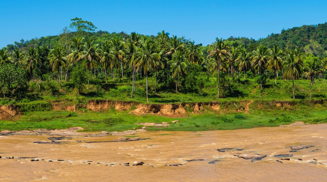 Maha Oya River at the Pinnawala Elephant Orphanage near Kegalle in the Sri Lanka Highlands, Sri Lanka, Asia