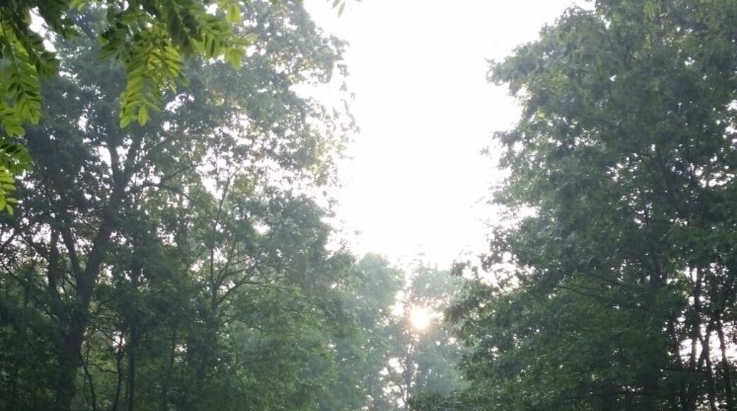 Sun beam after the rain on one of the main trails at Camp Bucoco