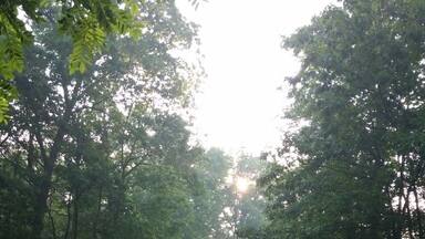 Sun beam after the rain on one of the main trails at Camp Bucoco