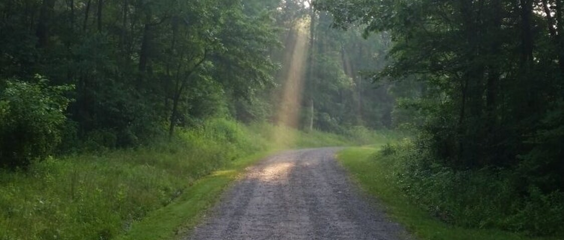 Sun beam after the rain on one of the main trails at Camp Bucoco