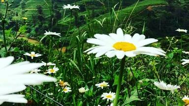 On top of the mountains there are so many tea farms... some of the farms have beautiful fields of flowers. What a view!
