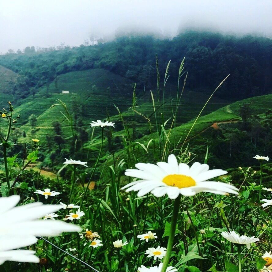 A field of white daisies with a misty mountain landscape in the background.