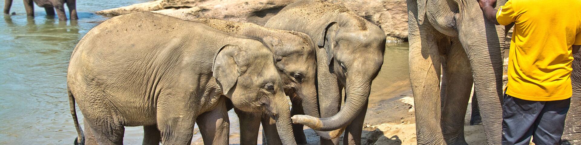 Elephants At Pinnawala Elephant Orphanage, Sri Lanka