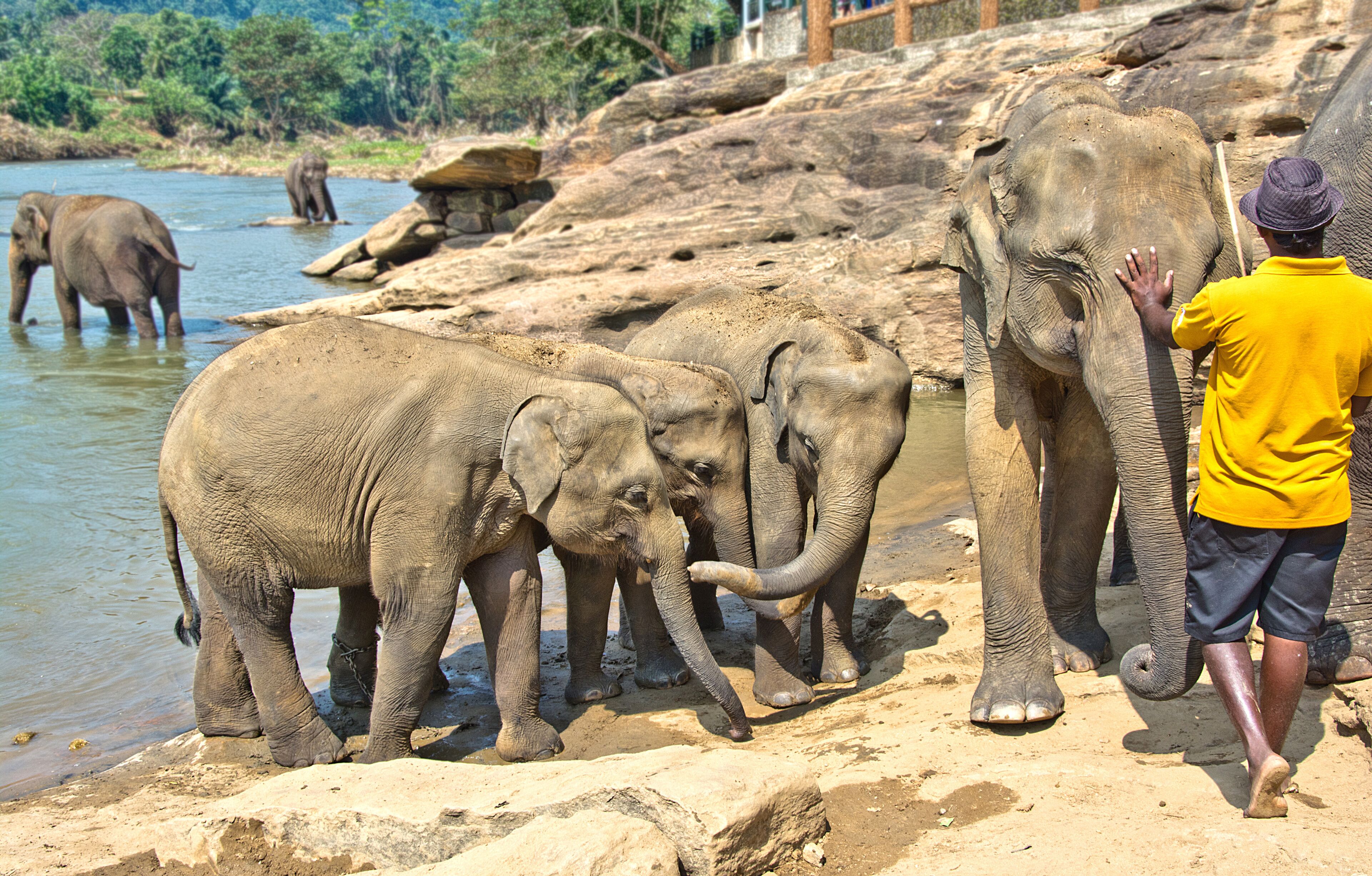 Elephants near a river with a man in a yellow shirt and hat.