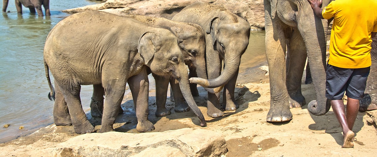 Elephants near a river with a man in a yellow shirt and hat.