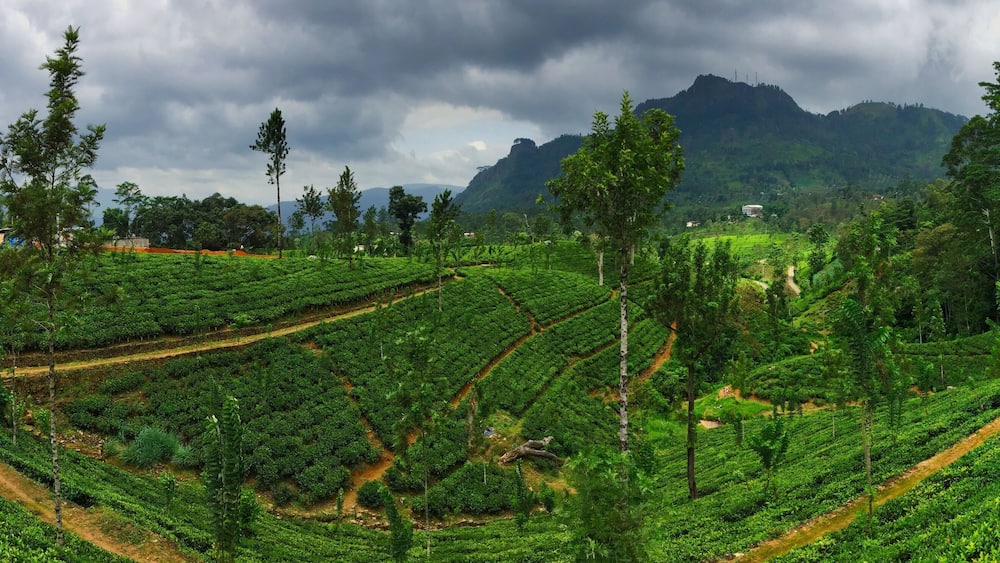 A photo of mountains and valley with a view of local green tea plantation in Pusselawa, Central Province of Sri Lanka