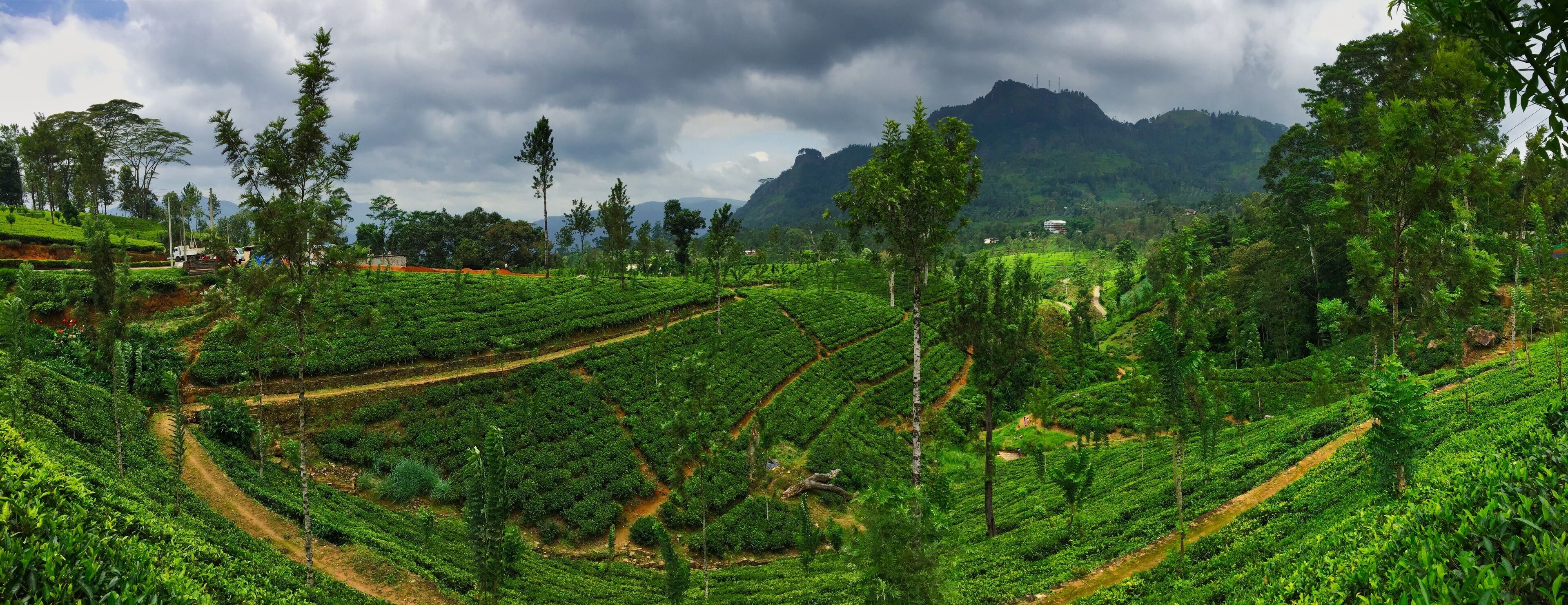 A lush tea plantation with terraced fields and a mountainous backdrop.