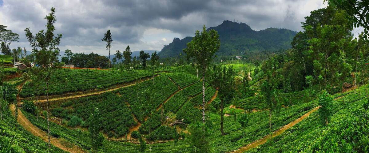 A lush tea plantation with terraced fields and a mountainous backdrop.
