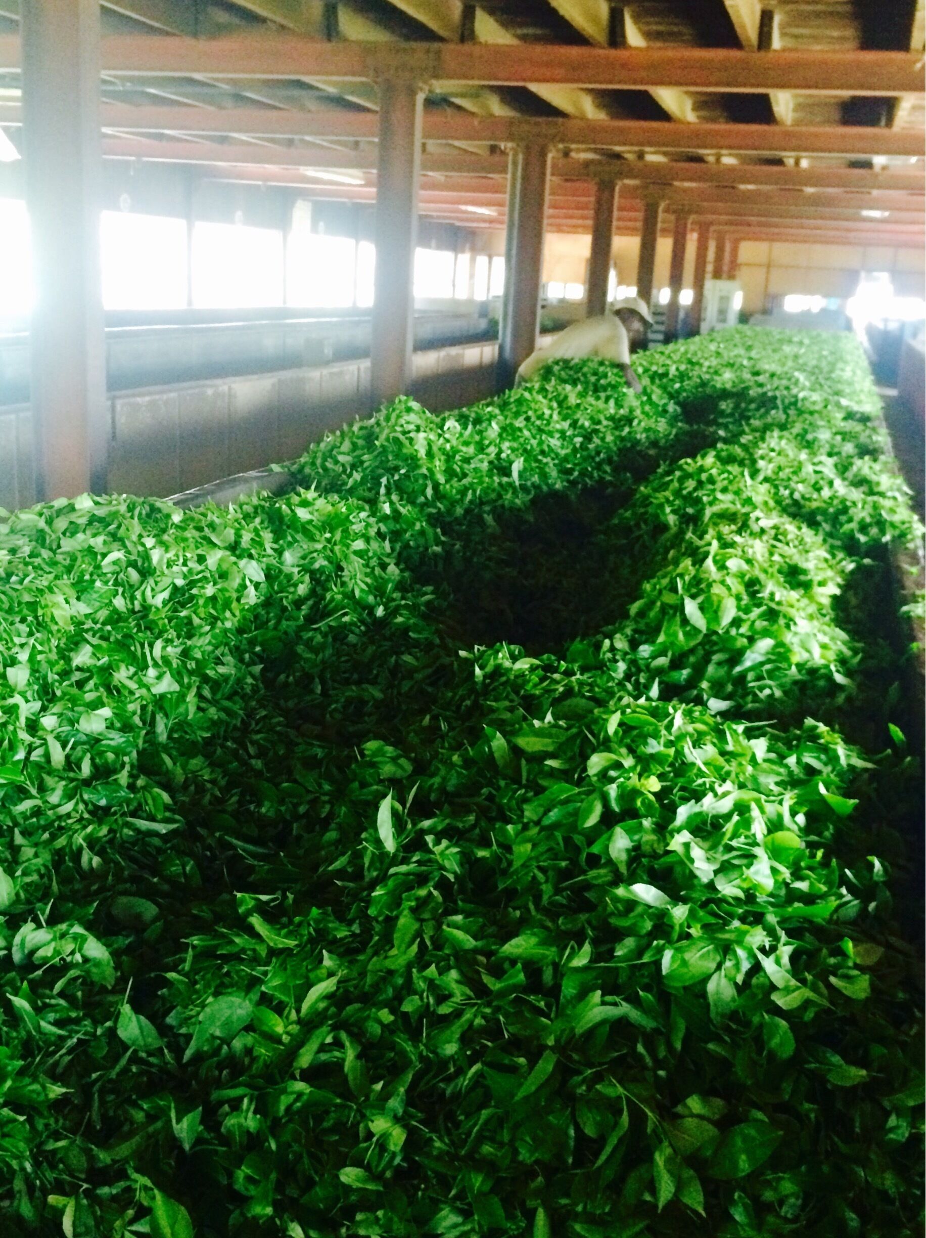 A mornings pick of fresh tea leaves, ready to be wilted on the trails! 