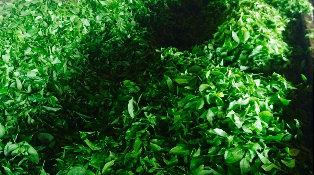 A mornings pick of fresh tea leaves, ready to be wilted on the trails!
