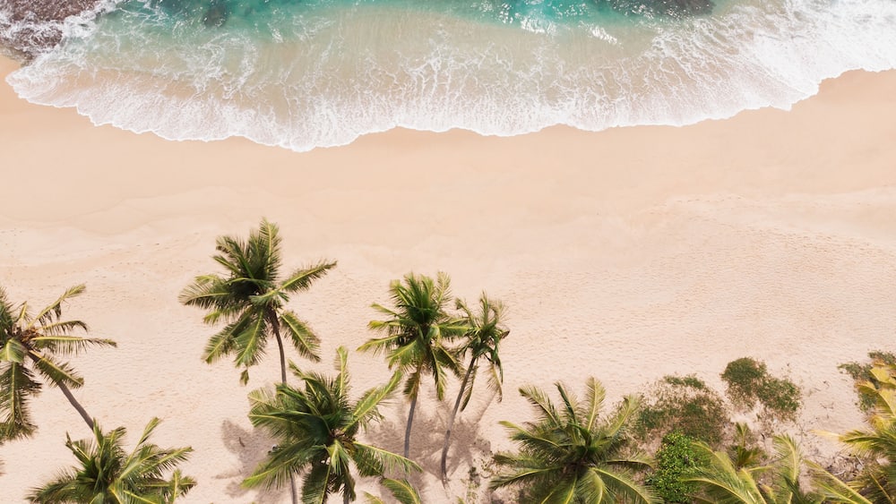 Une plage à l’eau turquoise et limpide, bordée d’un rivage sablonneux et de palmiers.