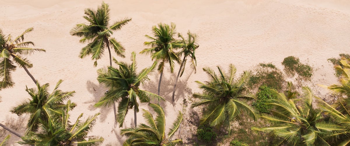 A beach with clear turquoise water, sandy shore, and palm trees.