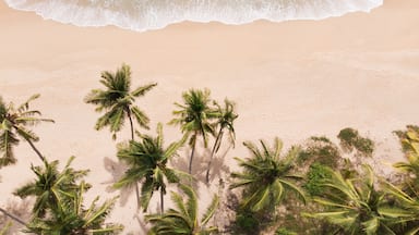 Una playa con agua turquesa cristalina, orilla de arena y palmeras.