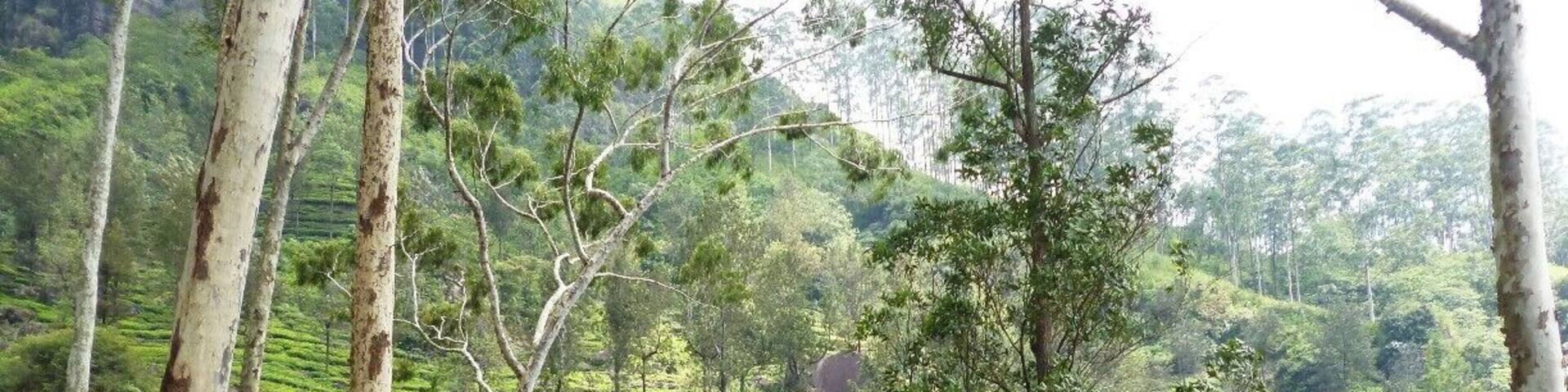 A rural hill country road in Sri Lanka. Either side is fully covered by tea plantations. If you are interested in hunting waterfalls, you must have to go through these roads. But, access by vehicle is not easy and walking is the best way to reach waterfalls.
It is a must for you to get the guidance of a local as these areas are rarely populated.