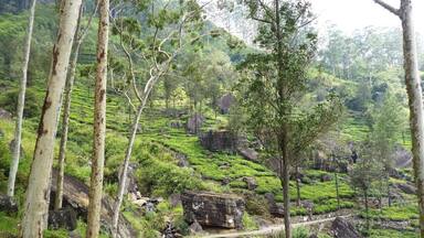 A narrow path winding through a lush, green tea plantation with large rocks and trees.
