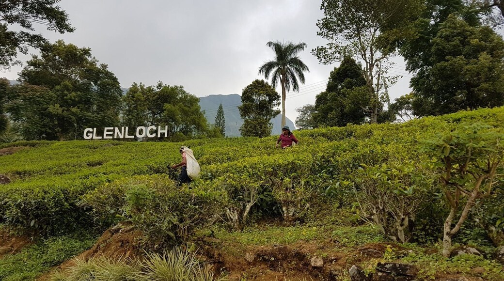 Great place to see tea production