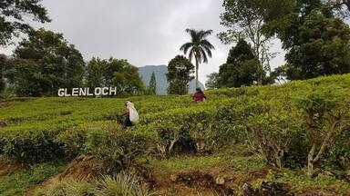 Great place to see tea production