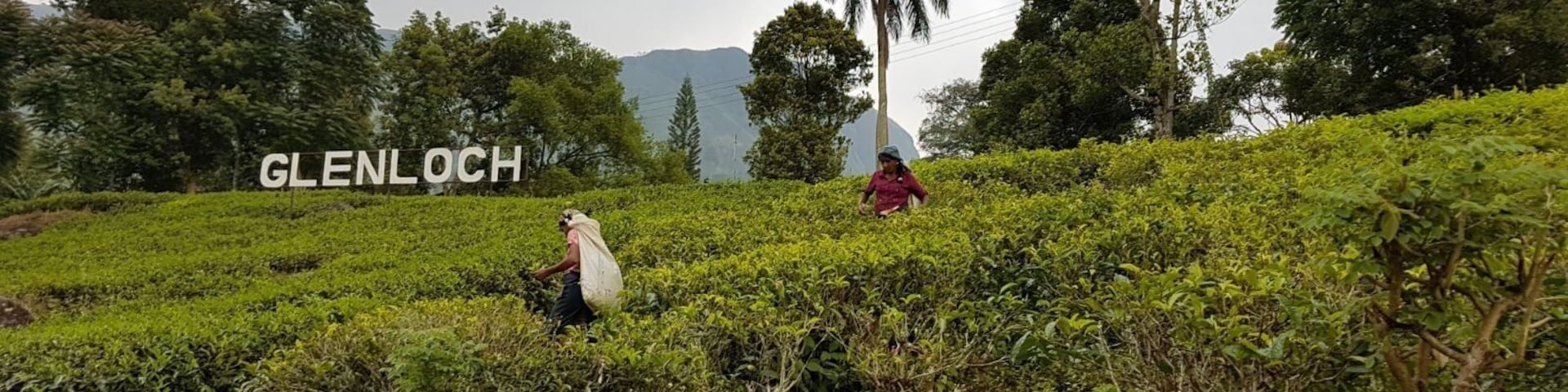 Great place to see tea production