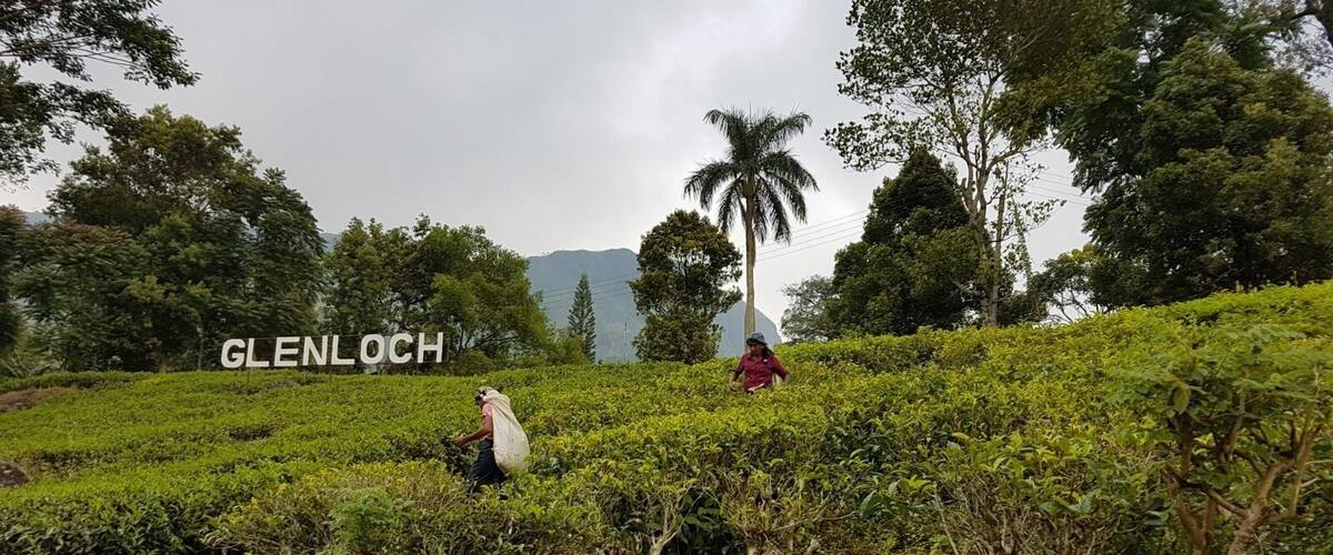 A lush tea plantation with workers harvesting tea leaves.