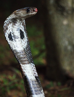 Indian cobra also known as Asian cobra or spectacled cobra is a species of the genus Naja found in the Indian subcontinent and a member of the "big four", the four species which inflict the most snakebites in Sri Lanka and India.
Indian cobra is one among the deadliest venomous snakes found in Sri Lankan soil. From the ancient history, people consider it as the symbol of protection.