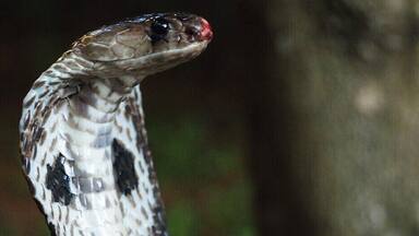 Indian cobra also known as Asian cobra or spectacled cobra is a species of the genus Naja found in the Indian subcontinent and a member of the "big four", the four species which inflict the most snakebites in Sri Lanka and India.
Indian cobra is one among the deadliest venomous snakes found in Sri Lankan soil. From the ancient history, people consider it as the symbol of protection.
