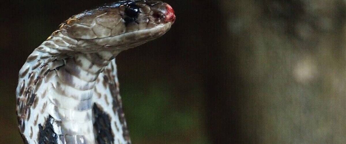 A snake with a patterned body and a red head, coiled against a tree trunk in a forested area.