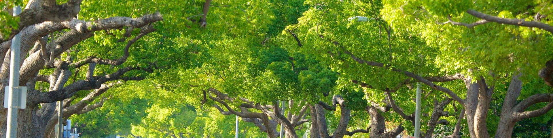 Beverly Hills showing street scenes