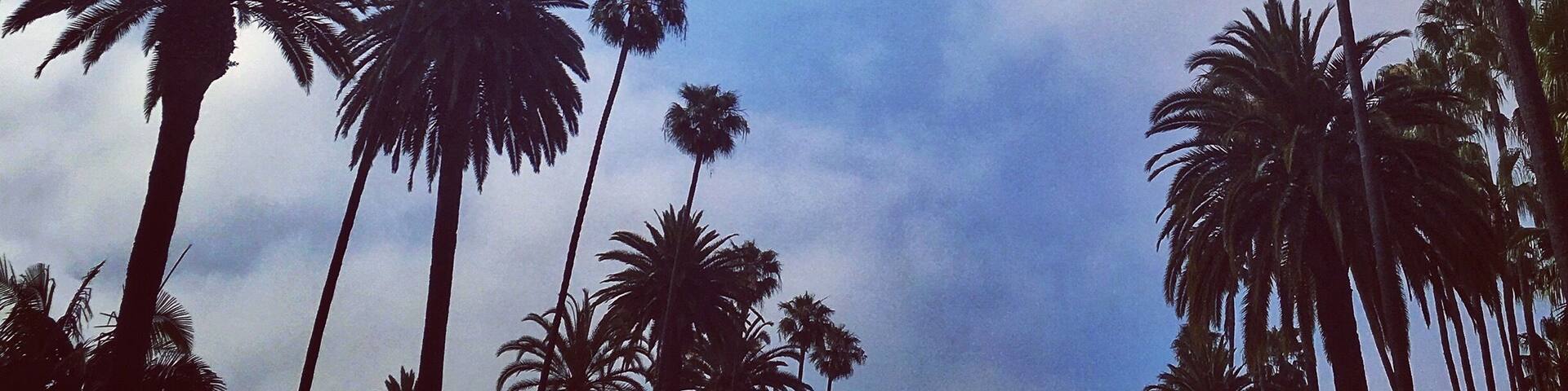 Tall palm trees against a cloudy sky.