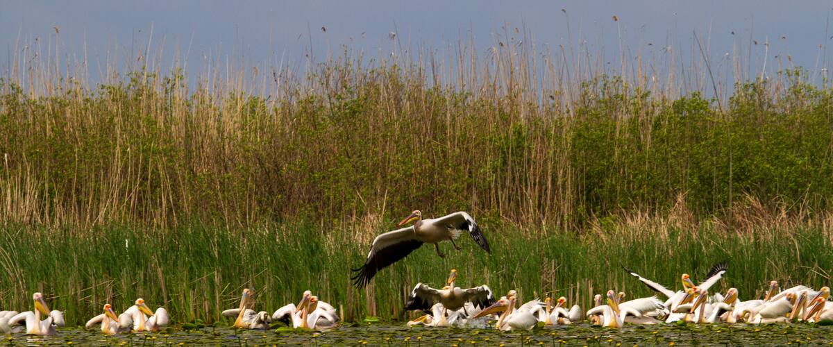 Pelicans on the Danube Delta, Romania