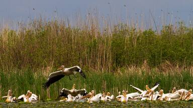 Pelicans on the Danube Delta, Romania