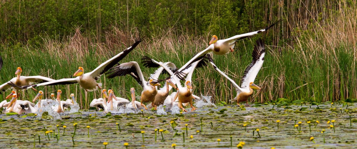 Pelicans on the Danube delta