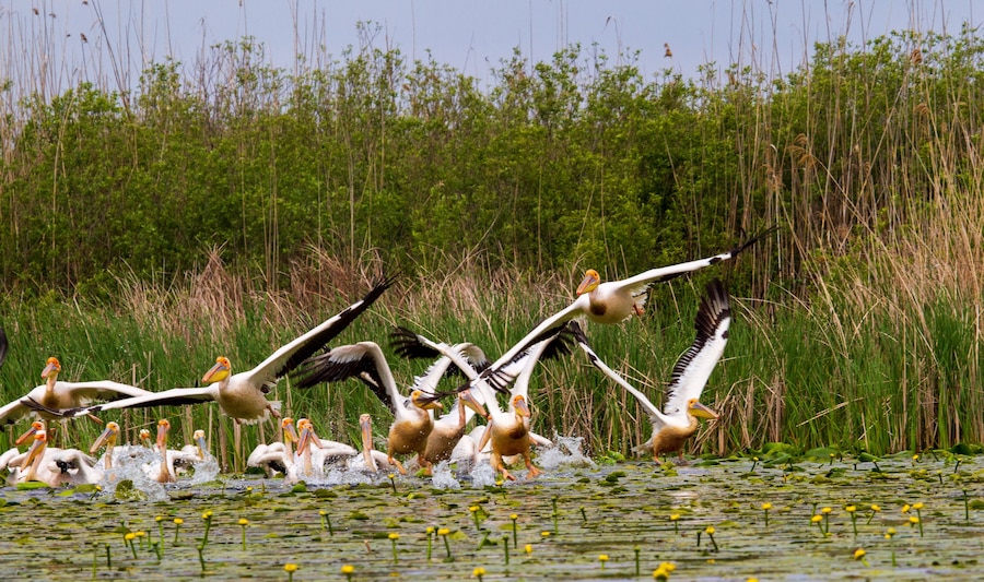 Pelicans on the Danube delta