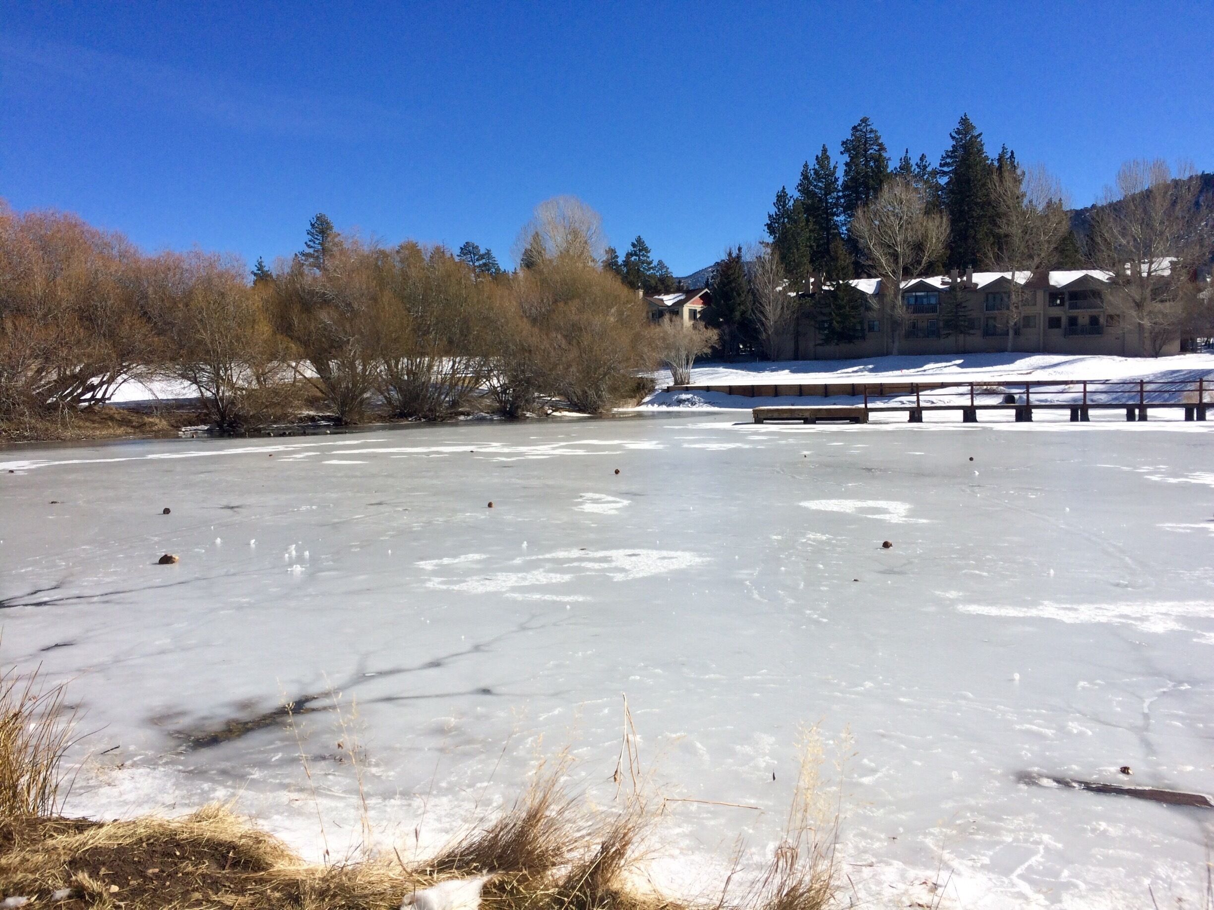 A deliciously frozen pond. 