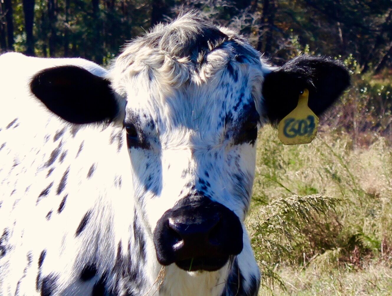 Beautiful cow