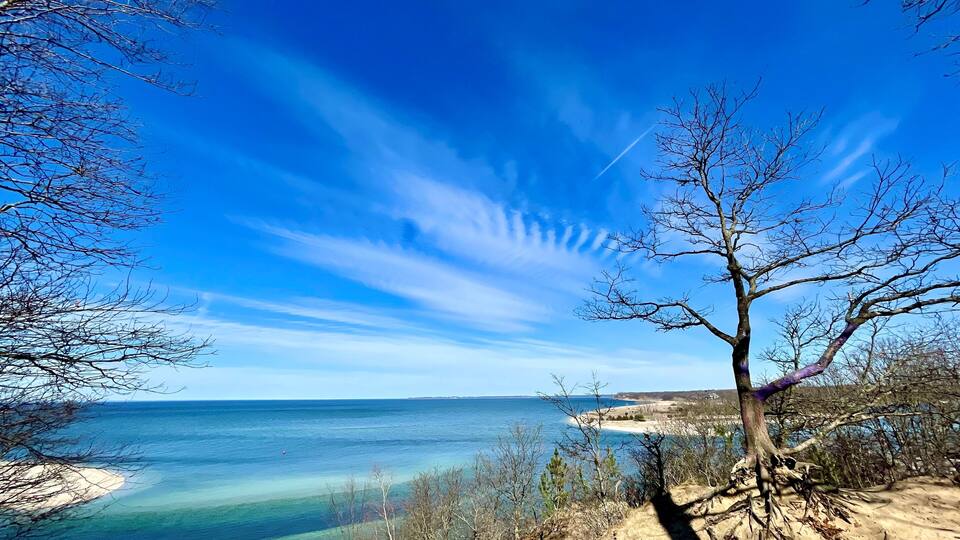 A coastal landscape with clear skies, a sandy beach, and a tree with purple leaves.