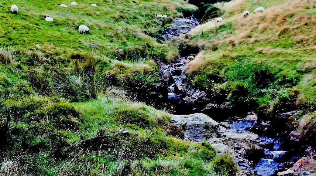 West Baldwin Road (B22) - Sheep grazing by stream View is to the northwest from B22. Location is north of Colden Plantation and west of Injebrick Plantation.