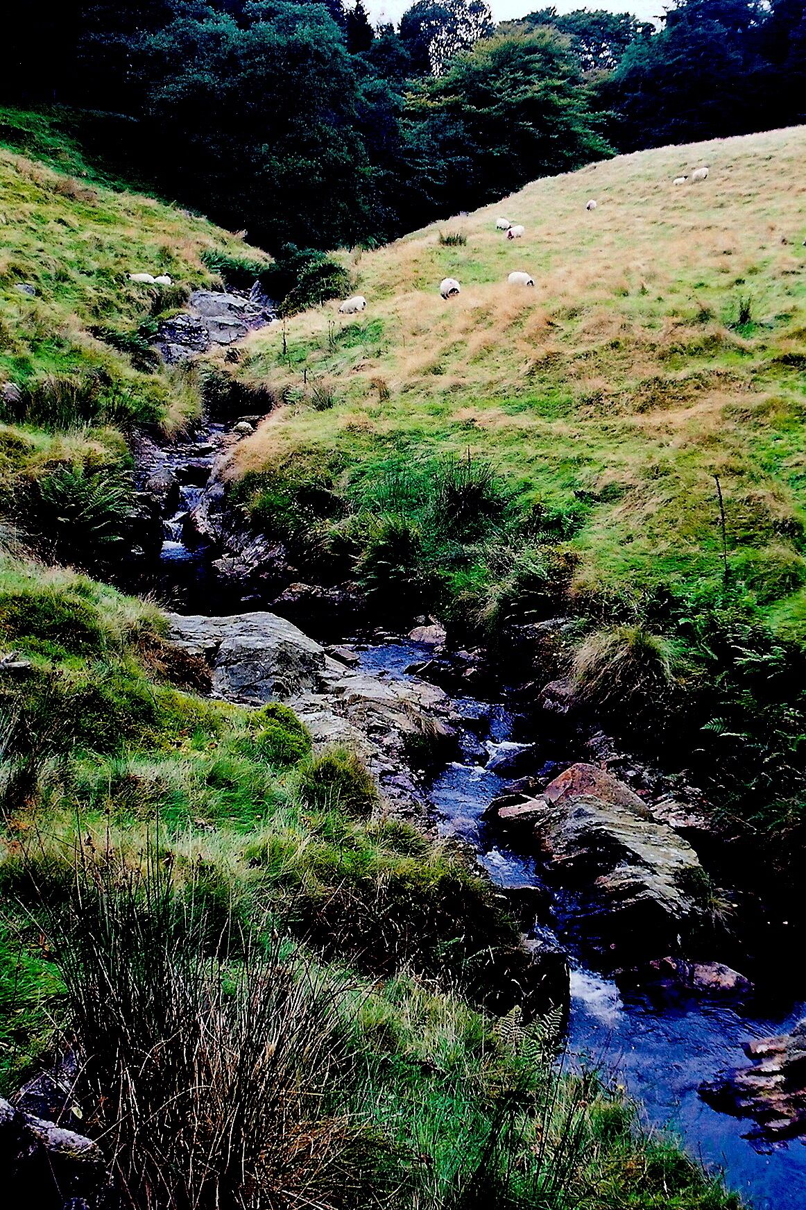 West Baldwin Road (B22) - Stream descending hill View is to the northwest from B22. Location is north of Colden Plantation and west of Injebrick Plantation.
