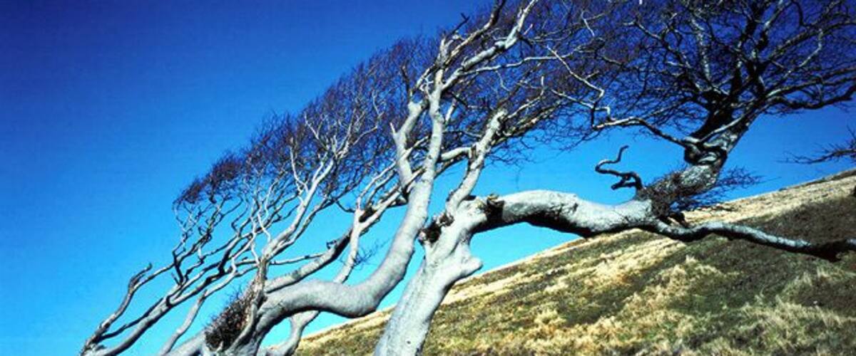 Injebreck Hill. Wind-twisted trees by the roadside halfway up the steep Injebreck Hill.