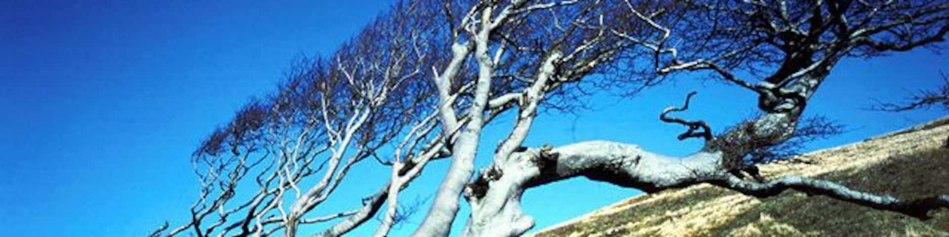 Injebreck Hill. Wind-twisted trees by the roadside halfway up the steep Injebreck Hill.