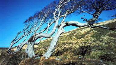 A leafless tree on a hillside with a clear blue sky.