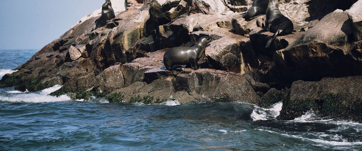 A rocky coastline with seals resting on the rocks.