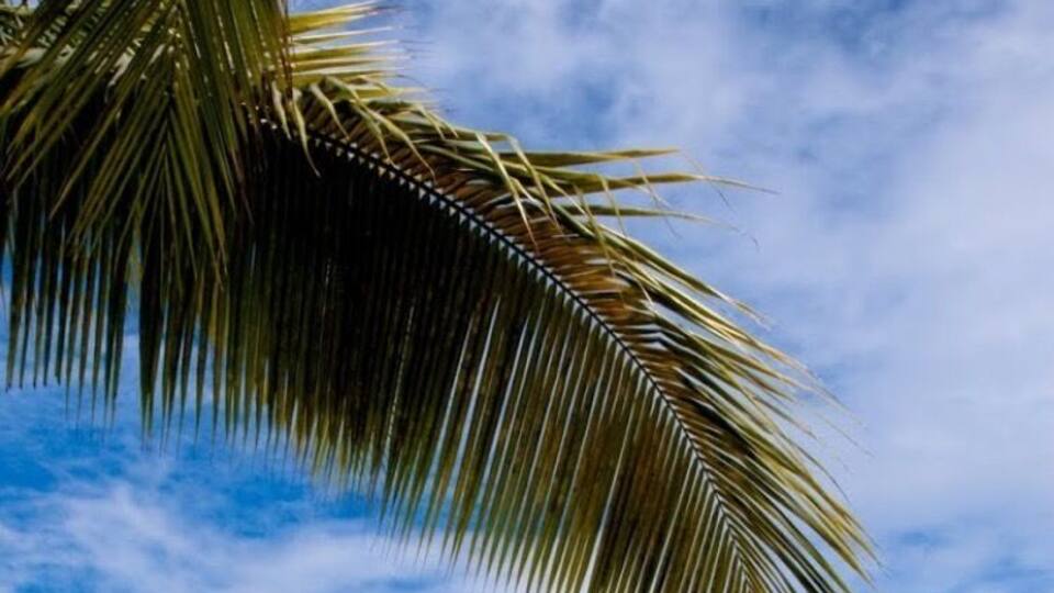 A clear blue pool surrounded by palm trees and umbrellas.
