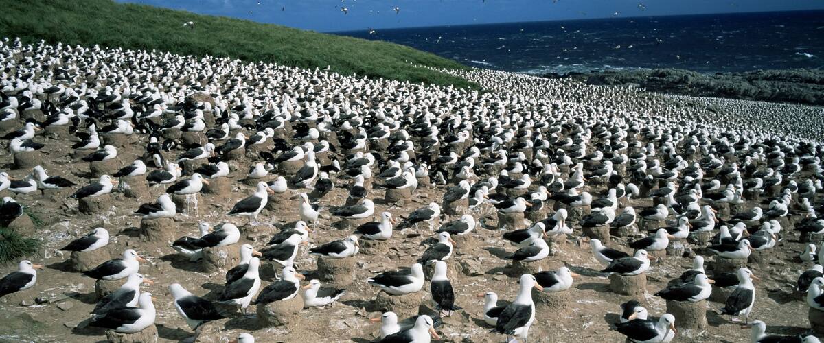 A large colony of birds perched on rocks by the sea.