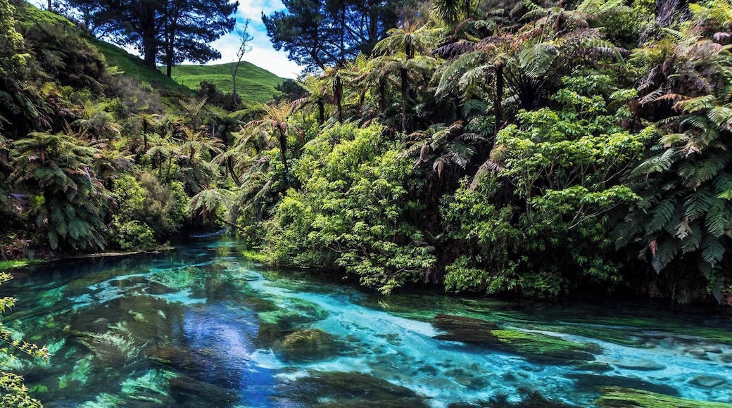 Unbelievable crystal clear water - about 70% of all bottled water in New Zealand is from this spring
#newzealand #spring #nature