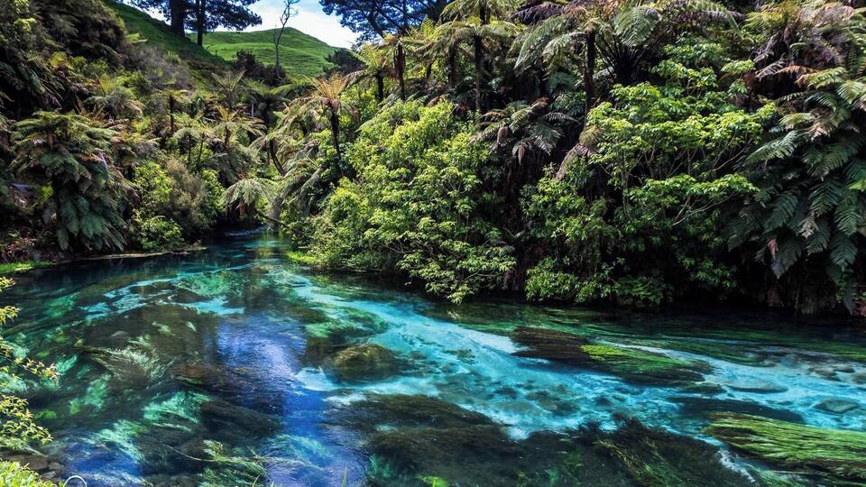 A clear river surrounded by dense greenery and trees.