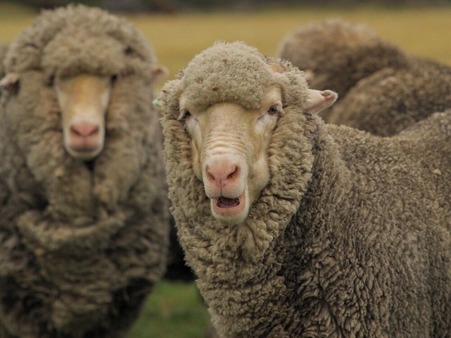 What are *ewe* looking at?
Merino sheep at Mt Nicholas Station on the shores of Lake Wakatipu, New Zealand.