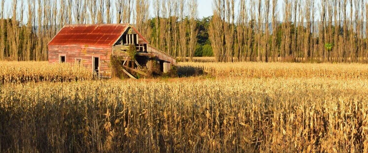A rustic barn in a golden wheat field with bare trees in the background.