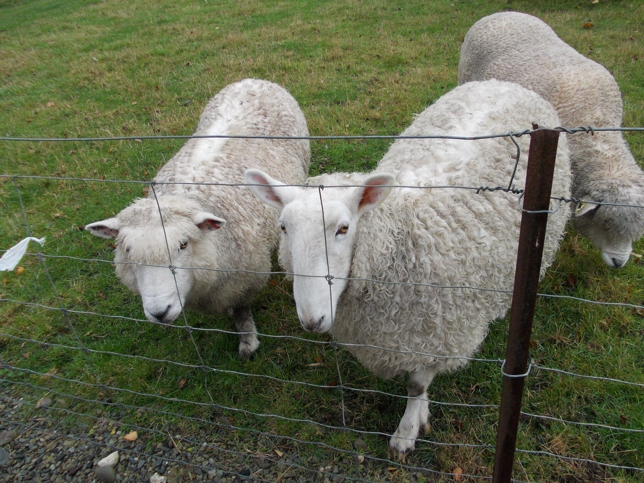 And you can feed the sheep