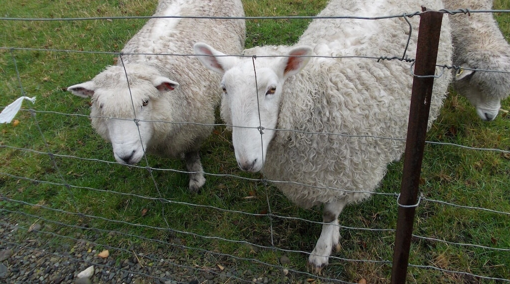 And you can feed the sheep